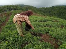 Pemberdayaan kelompok perempuan dalam program Rehabilitasi Daerah Aliran Sungai (Rehab DAS) AMMAN di Provinsi NTB menjadi kunci penting untuk memastikan keberlanjutan pemeliharaan hutan.