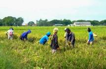 Sepanjang 2023, Wilmar Padi Indonesia Targetkan Kemitraan dengan Petani 10 Ribu Ha