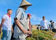 Presiden Jokowi dan Petani Maros Silsel