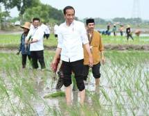 Presiden Jokowi Apresiasi Penggunaan Pupuk Organik
