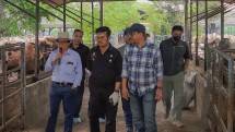 Mentan syl di tengah peternakan Sapi