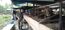 Babinsa Mapurujaya Mimika Papua Komsos dengan Peternak Sapi
