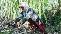 Petani tebu 