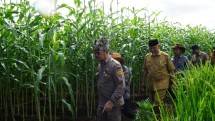 Mentan SYL saat melintasi perkebunan Jagung