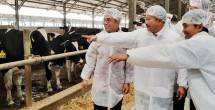 Suplai Bahan Baku Susu Olahan Capai 41 Persen di 2021