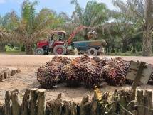 Suasana perkebunan sawit milik PT Sawit Sumbermas Sarana Tbk ketika panen raya sawit. (Foto: HRD Sawit Sumbermas Sarana)