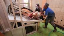 Kementan: Masyarakat Dapat Manfaatkan RPH Untuk Pemotongan Hewan Kurban