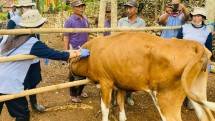 Respon Cepat Antraks, Peternak Gunungkidul Sampaikan Terima Kasih Kepada Mentan