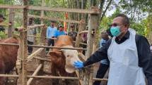 Ini Langkah Pemerintah Kendalikan Antrax di Gunung Kidul