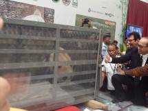 Asiiik! Sepasang Giant Panda Asal Tiongkok Hadir di Indonesia