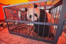 Taman Safari Bogor, Rumah Bagi si Panda Cai Tao dan Hu Chun