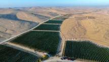 Beginilah lanskap Gurun Negev yang gersang. Ladang anggur hijau menjadi oase di tengahnya. Peneliti berhasil menanam anggur di wilayah berkondisi ekstrem di Gurun Negev. Keringnya gurun itu hanya menerima guyuran hujan sekitar 10 sentimeter per tahun. Foto: Detikcom 