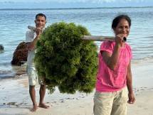Petani budidaya rumput laut di NTT