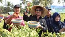 Kendalikan Inflasi, Mentan SYL Dukung Penuh Pengembangan Cabai di Lombok Timur