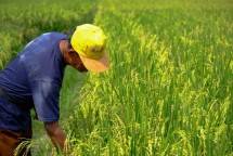 Petani dan sawah