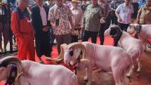 Dirjen Peternakan Kesehatan Hewan Nasrullah tinjau peternakan domba