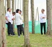 Presiden Jokowi di IKN