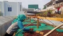 Petani menjemur Kopi Puntang di Bandung, ini binaan Telkom