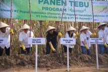Perkuat Ekosistem Gula Nasional, ID FOOD Bersama Pupuk Indonesia Tingkatkan Produktivitas dan Pendapatan Petani Tebu melalui Makmur