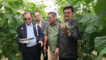 Mentan di lahan sayuran greenhouse Spanyol