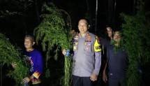 Sebanyak 5 Hektar Lahan Ganja Berhasil Ditemukan di Mandailing Natal