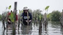 Penanaman Mangrove oleh J Trust