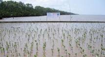Mowilex rampungkan penanaman 50.000 pohon bakau di Kalimantan Barat.
