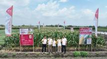 Peluncuran Benih Jagung Manis Berkualitas NB SUPER F1 Cap Panah Merah