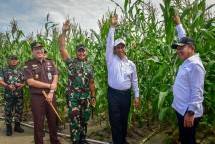 Mentan-Wamenhan Kunjungi Gunung Mas, Pastikan Food Estate Berjalan Baik