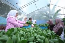 Urban farming binaan BRI