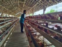 Peternakan Ayam