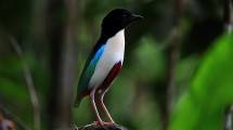 Wisata bird watching di Morotai