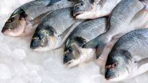 Ilustrasi Ikan (Ist)