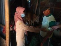 Petugas memberikan vaksinasi ke Sapi