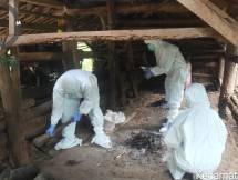 Petugas menangani Anthrax