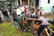 Tradisi Menyambut Bulan Suci Ramadhan, Korem 012/TU Sembelih Hewan Meugang