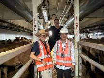 Berdikari Jaga Ketersediaan Ternak dan Daging Sapi untuk Penuhi Permintaan HBKN