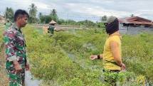 Babinsa Koramil 02/Timika Dampingi Petani Merawat Tanaman Cabe
