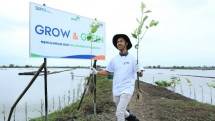 BRI melestarikan lingkungan dengan menanam Mangrove