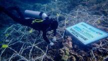 BRI merawat terumbu karang di bawah laut