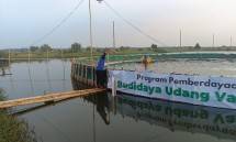 Dompet Dhuafa kembangkan budidaya udang Vaname