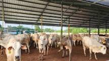 Sapi sapi yang siap untuk memenuhi kebutuhan pangan