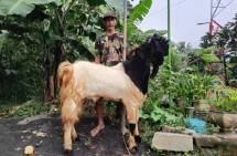 Peternak Kambing binaan BRI