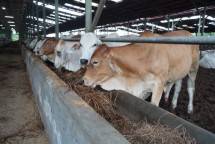 Penyediaan dan penyaluran livestock (sapi hidup) untuk menjaga pasokan dna memenuhi permintaan selama HBKN.