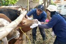 Pemeriksaan fisik hewan kurban yang akan dibagikan SIG oleh tim Dinas Kesehatan Tuban di Dusun Koro, Kecamatan Merakurak, Kabupaten Tuban, Jawa Timur.
