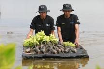 BRI tebar bibit mangrove di Muara Gembong