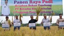 Panen Raya Padi di Lahan Eks Tambang PT Kitadin. Akmal: Praktek Cerdas, Bisa Jadi Contoh Bagi Daerah Lain