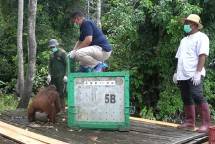 Pulau Salat Kedatangan Penghuni Baru 2 Individu Orangutan