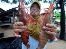 Wow, Awal Pemerintahan Prabowo! Terbuka Lebar Pasar Baru Produk Udang Indonesia ke Jepang, Australia dan Korsel