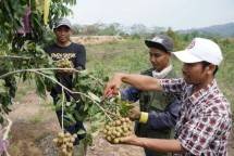 Sukardi (paling kanan) memanen buah kelengkeng di kawasan kebun holtikultura PT Semen Gresik Pabrik Rembang, Jawa Tengah.